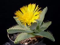 Thumbnail of 1886_Faucaria britteniae_20150914_03(1).JPG